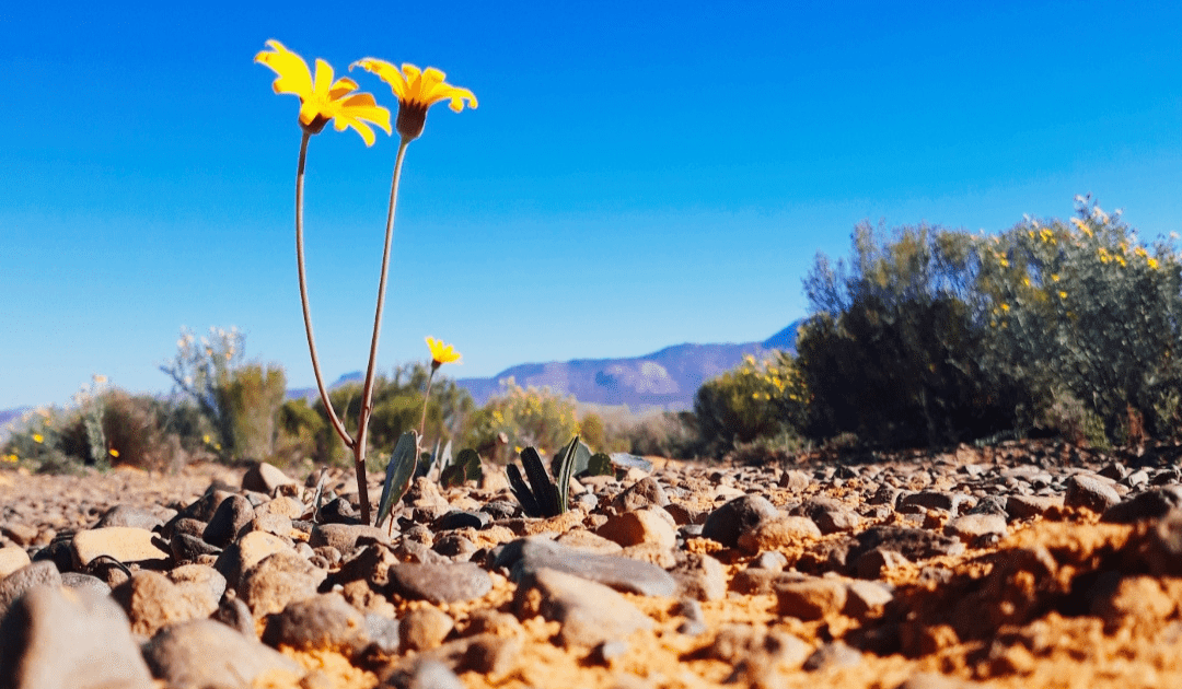 Flower Season at Kagga Kamma