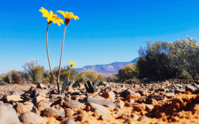 Flower Season at Kagga Kamma