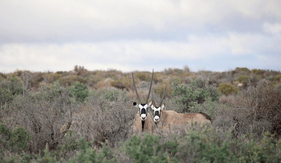 The Speared Warriors of Kagga Kamma