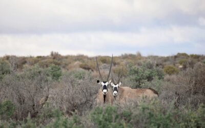 The Speared Warriors of Kagga Kamma