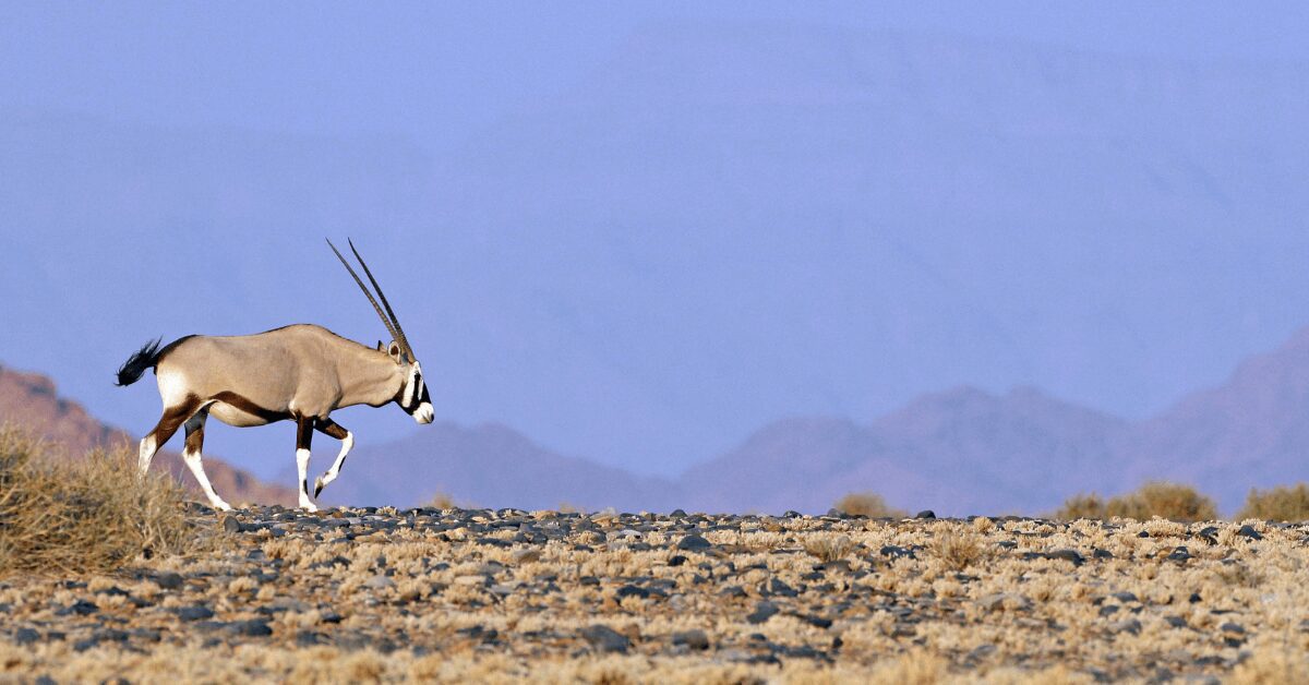 Gemsbok walking through a desert
