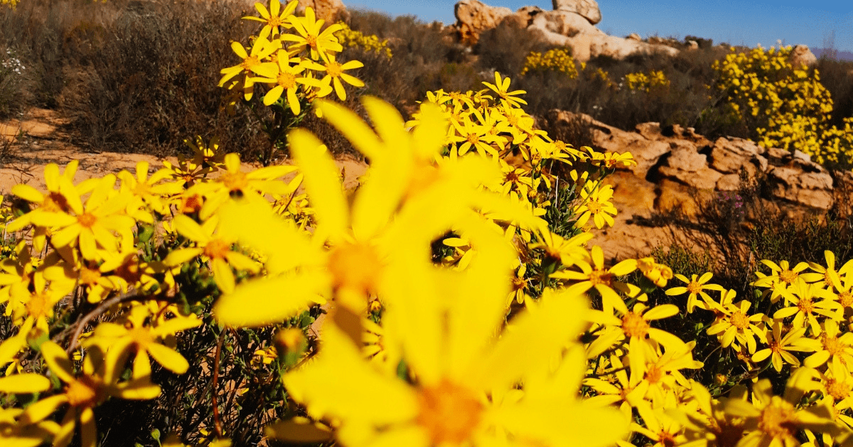 Flower Seaoson