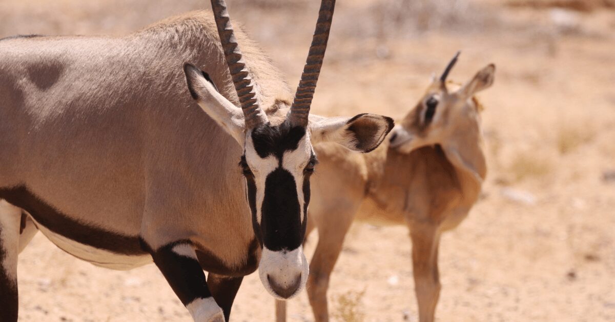 Female Gemsbok with young calf