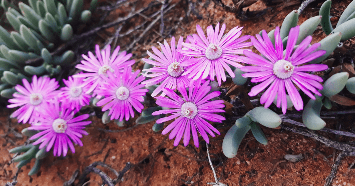 Flower Season