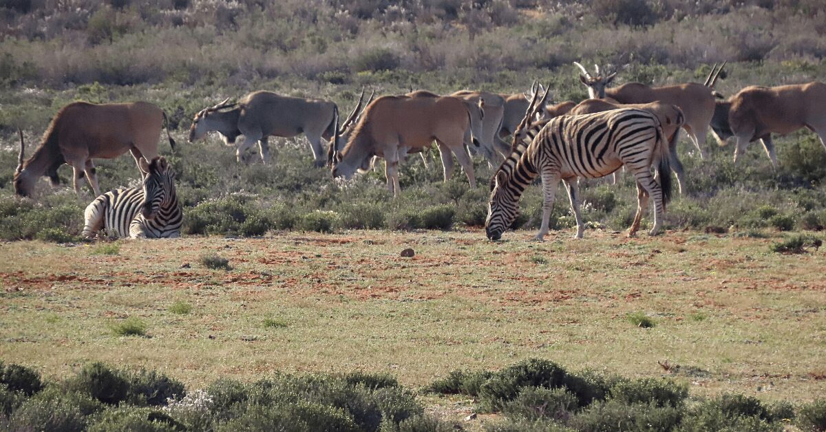 Eland; San Rock Art Inspiration