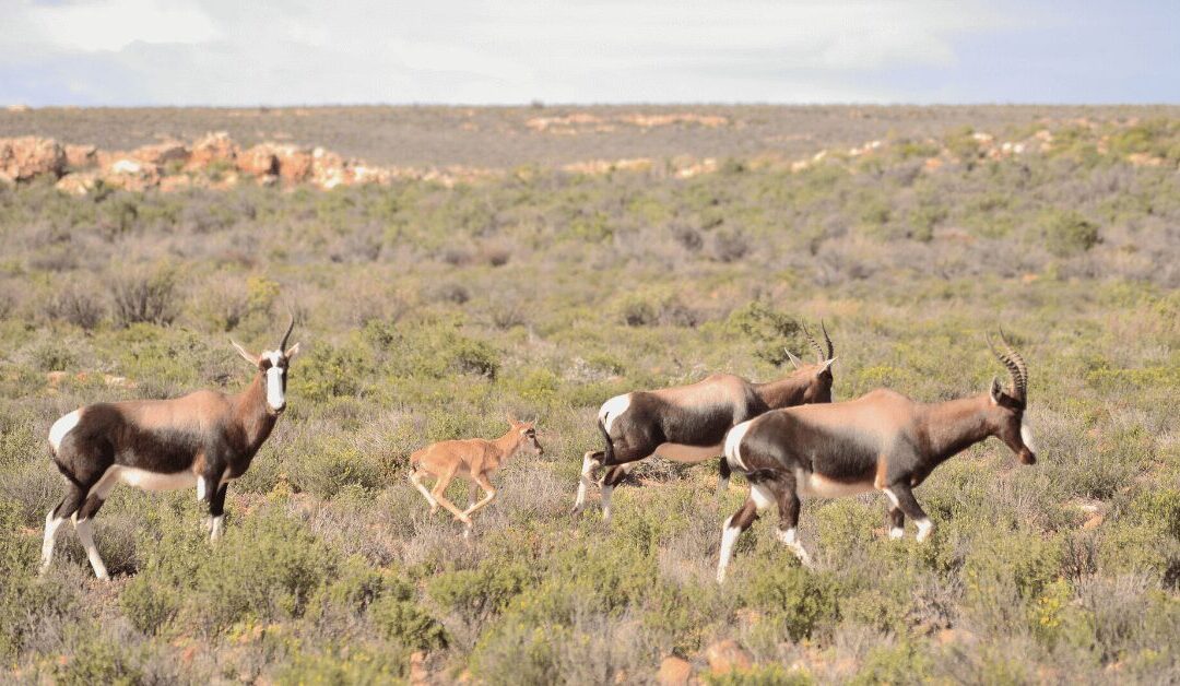 The Bontebok: Brought Back from the Edge of Extinction