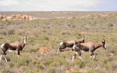 The Bontebok: Brought Back from the Edge of Extinction