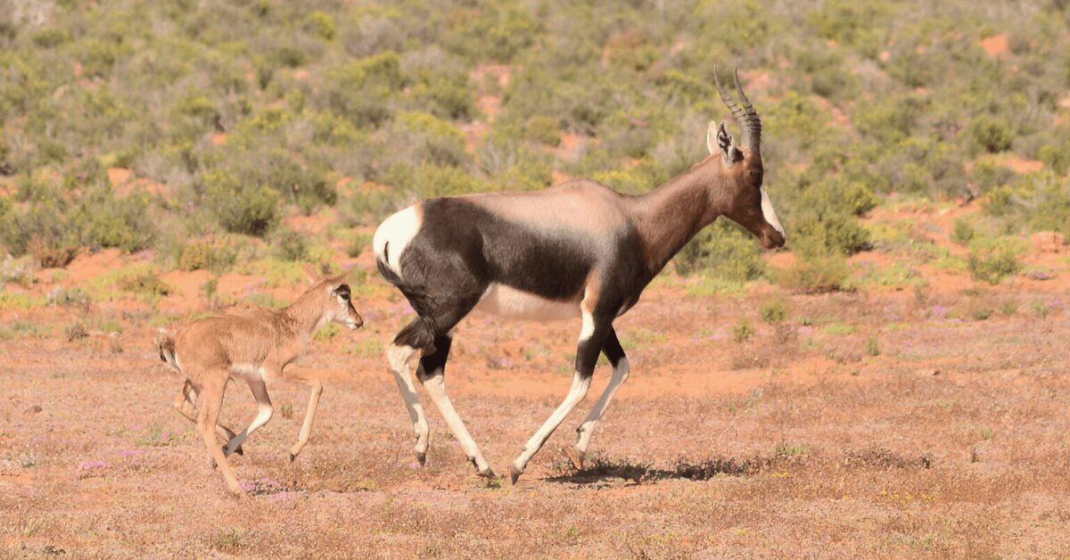 Bontebok calf born at Kagga Kamma