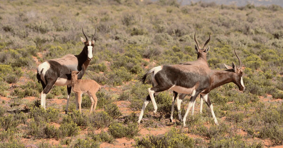 Bontebok herd on the nature reserve