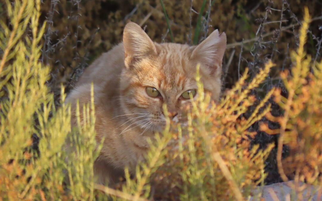 Kagga Kamma Feral Cat Programme