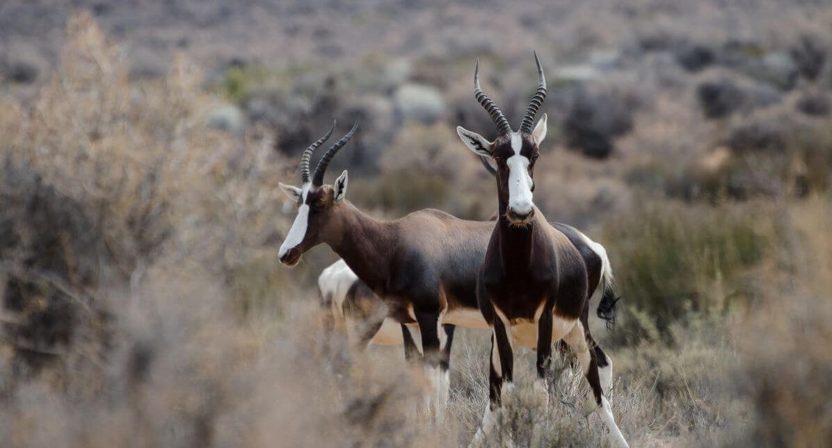 Bontebok
