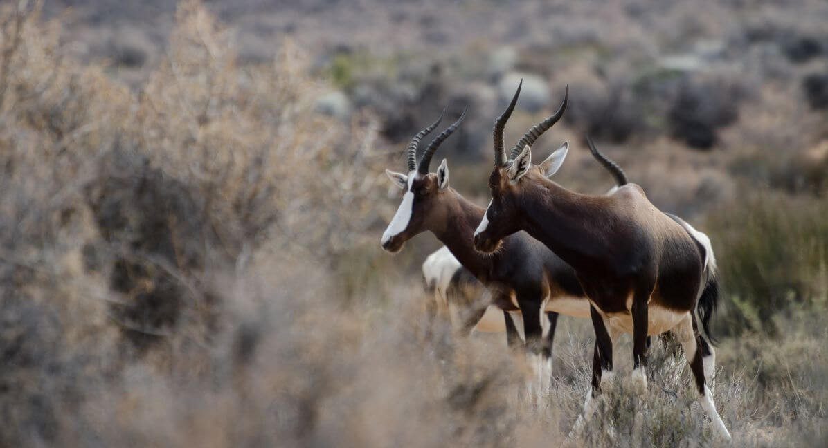 Cederberg Bontebok