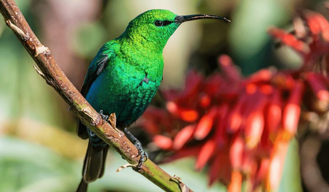 The Malachite Sunbird