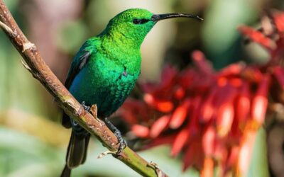 The Malachite Sunbird