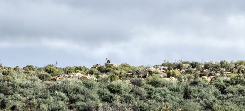 Kagga Kamma Leopard sighting