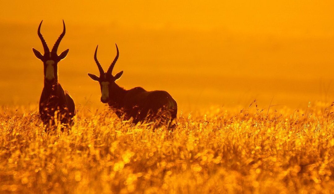 The Bontebok