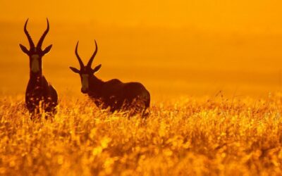 The Bontebok