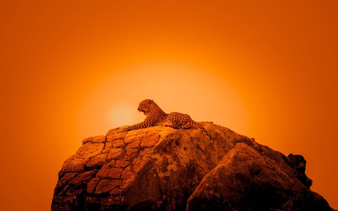 Leopard Love on the Rocks